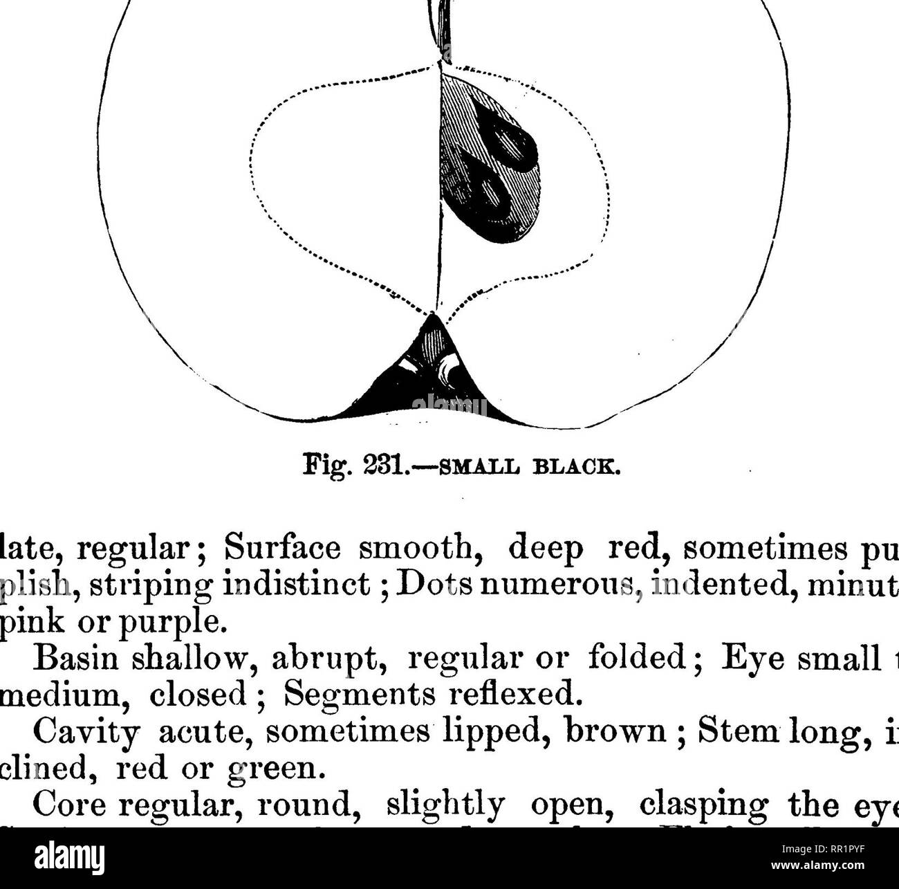 . American pomologie : pommes. Les pommes. 614 DESCRIPTIONS DE POMMES. smith au cidre. Origine Comté de Bucks, Pennsylvanie, où il continue encore une variété préférée. Sa culture a été largement étendu à l'ouest, donnant beaucoup de satisfaction comme un marché des fruits, à des fins culinaires, mais ne peut pas être recom- mandé pour la table. Arbre vigoureux, productif, Hardy, un des premiers membres, au porteur ; dispersion pousses plutôt svelte, lumière d'olive ; Foli- grand âge, vert clair. Fruit de taille moyenne à grande, ronde, variant de aplati à allongé, le plus souvent, parfois réguliers lop-verso ; Surface. Fig. 233.-smith's. Bon, pa Banque D'Images