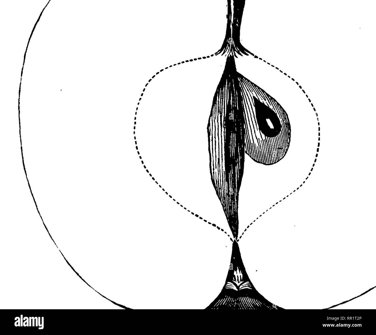 . American pomologie : pommes. Les pommes. ^EOUND- IIL CLASSE POMMES.-^1. I. II. 563 à l'état de la société pomologique à différents moments. Fruit de longueur moyenne, ronde, légèrement aplatie, régulier ; surface lisse, jaune, rayé et rougit cramoisi ; points minute. L'échelle du bassin, l'arrêt brutal, régulière ; yeux moyennement, ouvert ; seg- ments court. Profondeur de la cavité, aigu, régulière, brown ; tige de longueur moyenne, mince. Core plutôt large, régulier, fermé, adhérents de l'œil ; graines nombreuses, dodus, angulaire ; chair jaune, fine-grain-. Fig. 193.-SWEET écarlate. ed, juteuse, douce saveur ; qualité bonne à très bonne ; utilise, table de cuisson, et les marchés de la mer ; Banque D'Images