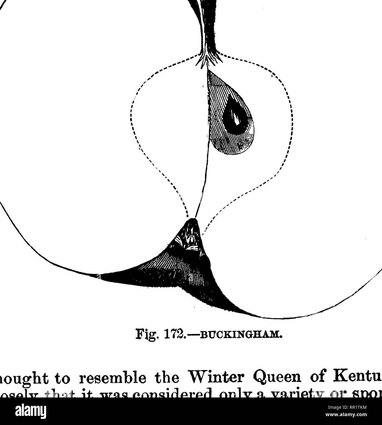 . American pomologie : pommes. Les pommes. JL CLASSE POMMES coniques. IL II. II. 539, lisse, jaune-verdâtre pâle et rayé mixte rouge violacé ;- points dispersés, d'éminents, jaune. Profondeur du bassin, abrupt, ondulé ; yeux grand, long, ouverte. Grande cavité, ondulé, marron foncé ; court de la tige. Grand cœur, régulière, fermé ; axe très courte ; semences nu- mères, long et pointu ; chair jaune, fine, tendre, juteuse, douce saveur sous-acide, riche, agréable, la qualité meilleure, ou presque ; utilisation,table, cuisine, séchage, saison, d'octobre à décembre. New York d'origine, sur l'Hudson. Ce fruit a changé son caractère dans la progression westw Banque D'Images