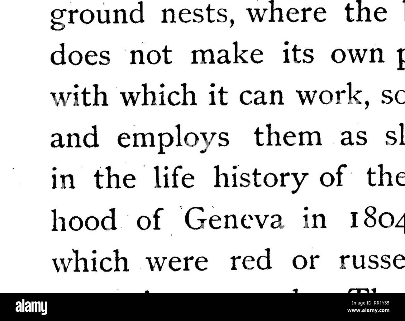 . Les transformations (ou métamorphoses) d'insectes. Les insectes ; insectes ; Myriopodes ; arachnides ; Crustacea. Les MYRMECOCYSTUS. 209 par la violation. Trois ou quatre minutes après, les fourmis rouges est sorti à nouveau en grande hâte, chacun tenant entre ses mandibules une larve ou une nymphe. Ils ont pris la même route accueil- quartiers, mais pas dans la même matrice militaire. C'est un cas évident de rendre esclave ; et après un certain temps, les fourmis rouges vivre en paix avec les résultats et profiter du travail de leurs ouvriers noirs. Dans ces circonstances, le red ant's Nest est dit composé d'amazones, ou des légionnaires, et Banque D'Images