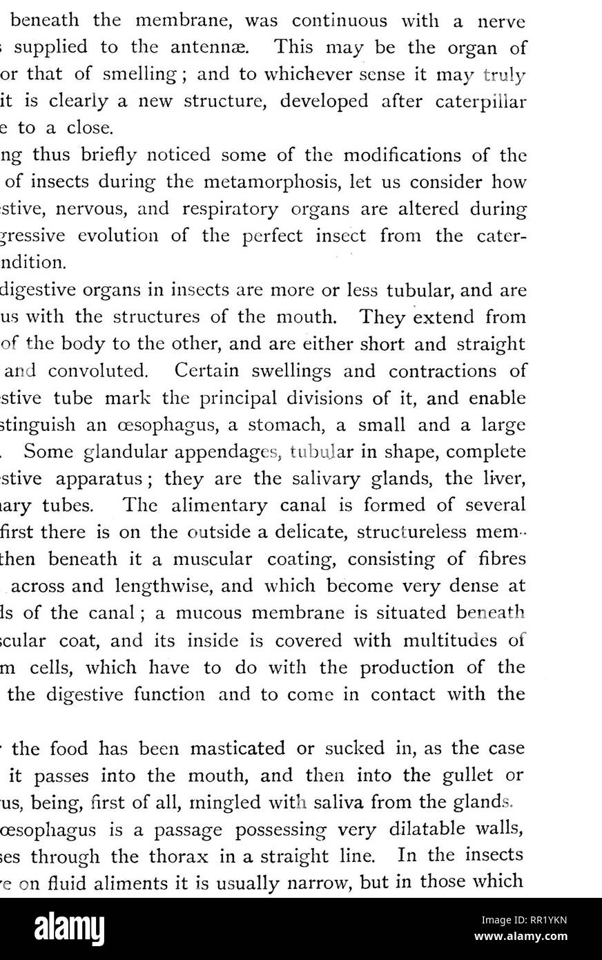 . Les transformations (ou métamorphoses) d'insectes. Les insectes ; insectes ; Myriopodes ; arachnides ; Crustacea. 26 TRANSFORMATIONS DES INSECTES.. Appareil digestif d'un insecte herbivore. La sauterelle verte. viridissimd {Locusta) un CEsophagus. b Culture, gésier intestin, c, g, h des glandes salivaires des canaux biliaire et urinaire. Appareil digestif d'un insecte carnivore. Le {Dytiscus marginalis eau ponderosa). d e l'estomac, l'intestin grêle. / Grand. Veuillez noter que ces images sont extraites de la page numérisée des images qui peuvent avoir été retouchées numériquement pour plus de lisibilité - coloration et apparition de th Banque D'Images