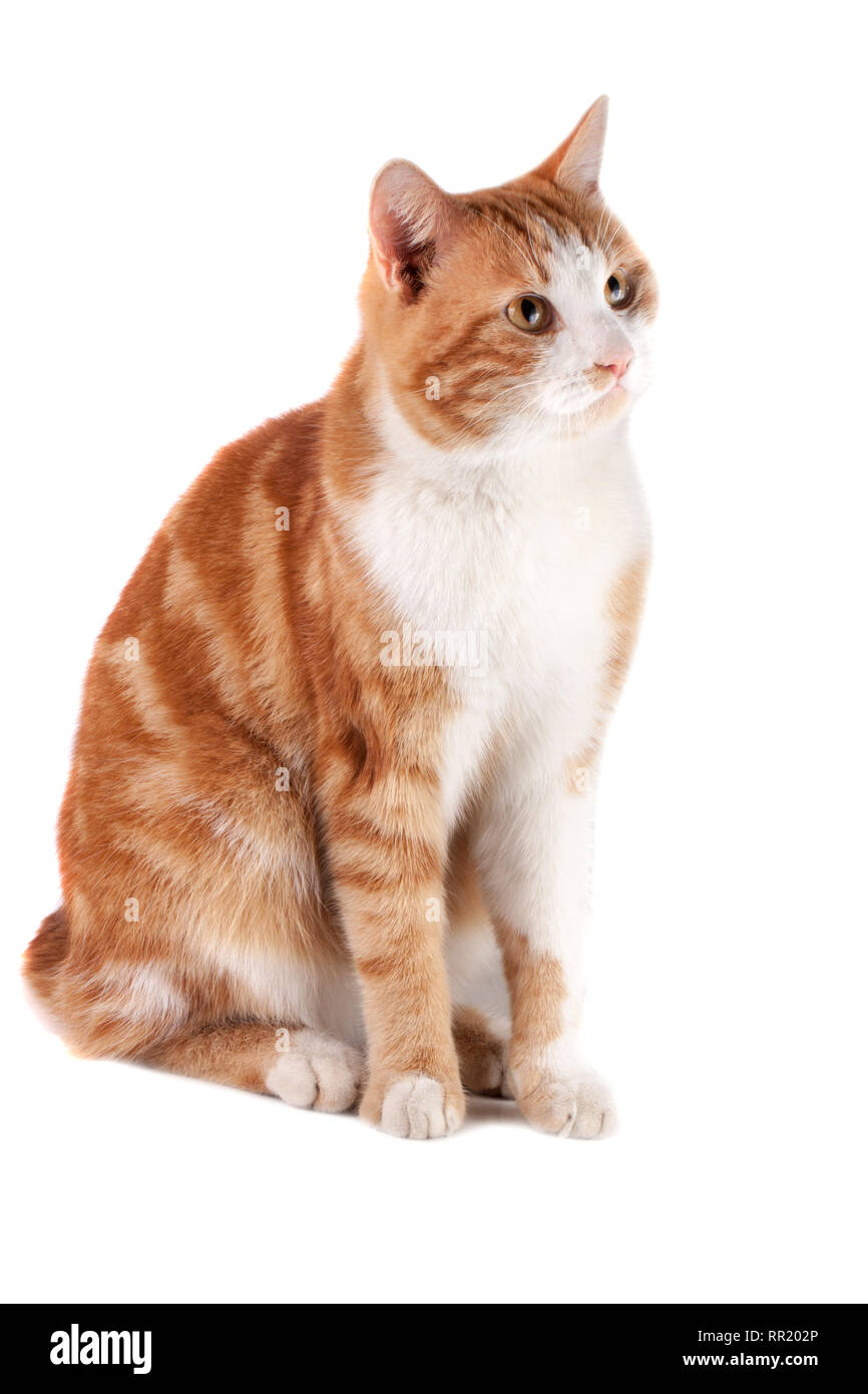 Chat Rouge Attends Isole Sur Fond Blanc Photo Stock Alamy