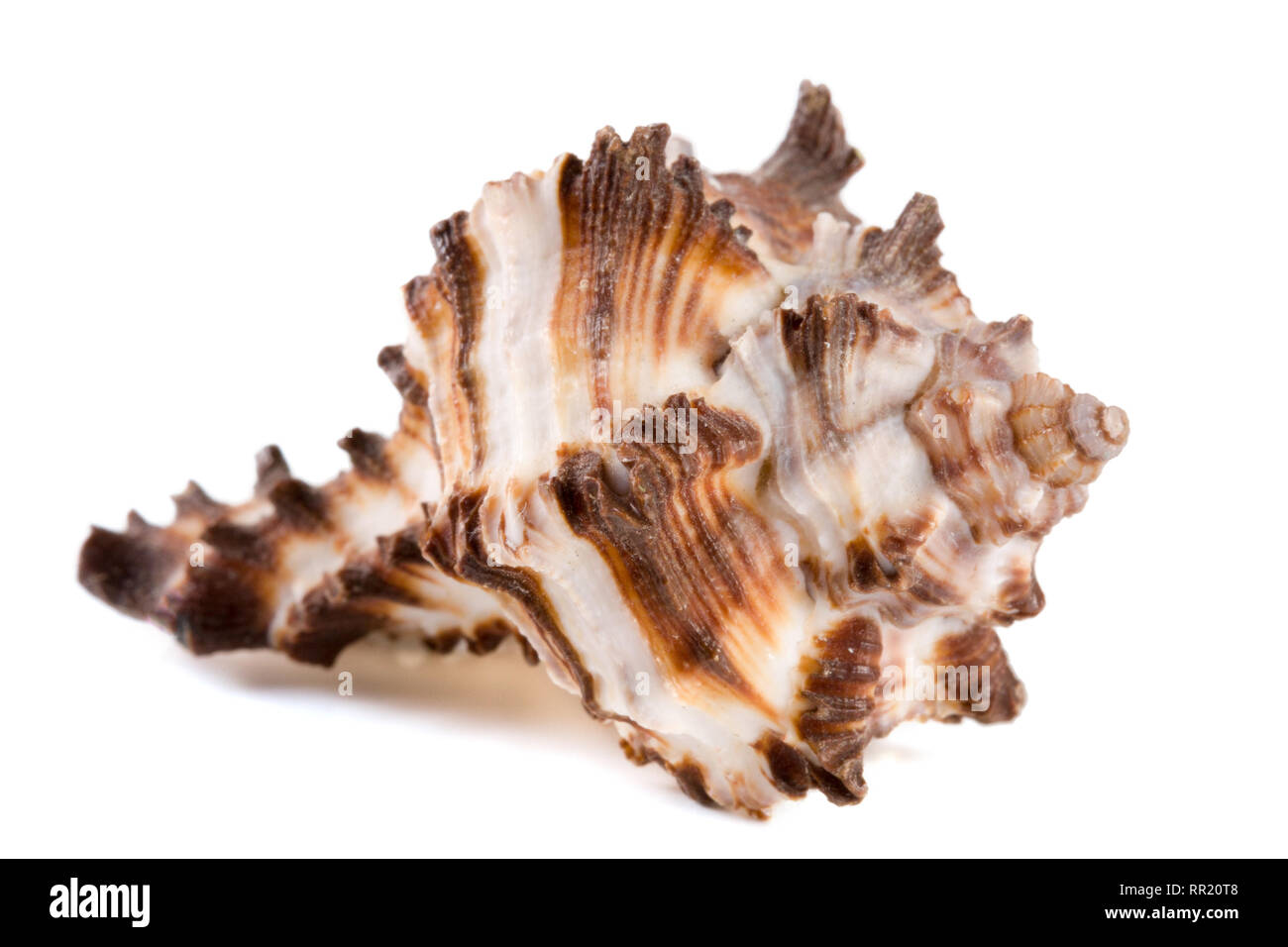 Sea Shell marine isolé sur fond blanc Banque D'Images