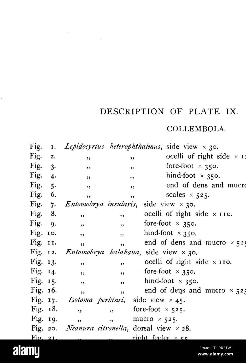 . Fauna hawaiiensis ;. Zoologie. Ca/poeriter ^ (k)ilei. Veuillez noter que ces images sont extraites de la page numérisée des images qui peuvent avoir été retouchées numériquement pour plus de lisibilité - coloration et l'aspect de ces illustrations ne peut pas parfaitement ressembler à l'œuvre originale.. Sharp, David, 1840-1922. ed ; Royal Society (Grande-Bretagne) ; Association britannique pour le progrès de la Science ; Bernice Pauahi Bishop Museum. Cambridge, ing. , L'University press Banque D'Images