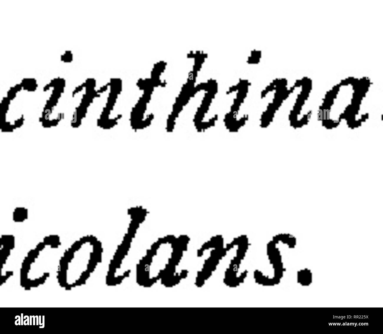 . Fauna hawaiiensis ;. Zoologie. iiiii t :. Veuillez noter que ces images sont extraites de la page numérisée des images qui peuvent avoir été retouchées numériquement pour plus de lisibilité - coloration et l'aspect de ces illustrations ne peut pas parfaitement ressembler à l'œuvre originale.. Sharp, David, 1840-1922. ed ; Royal Society (Grande-Bretagne) ; Association britannique pour le progrès de la Science ; Bernice Pauahi Bishop Museum. Cambridge, ing. , L'University press Banque D'Images