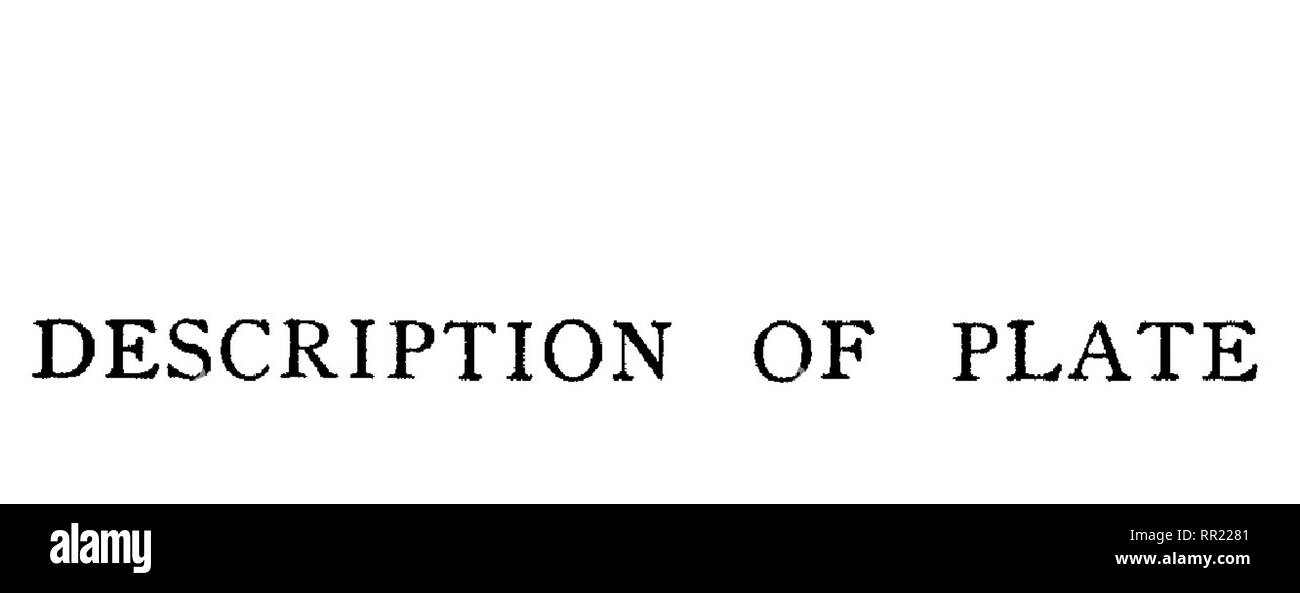 . Fauna hawaiiensis ;. Zoologie.  %FP mE^^^S'P^. Veuillez noter que ces images sont extraites de la page numérisée des images qui peuvent avoir été retouchées numériquement pour plus de lisibilité - coloration et l'aspect de ces illustrations ne peut pas parfaitement ressembler à l'œuvre originale.. Sharp, David, 1840-1922. ed ; Royal Society (Grande-Bretagne) ; Association britannique pour le progrès de la Science ; Bernice Pauahi Bishop Museum. Cambridge, ing. , L'University press Banque D'Images