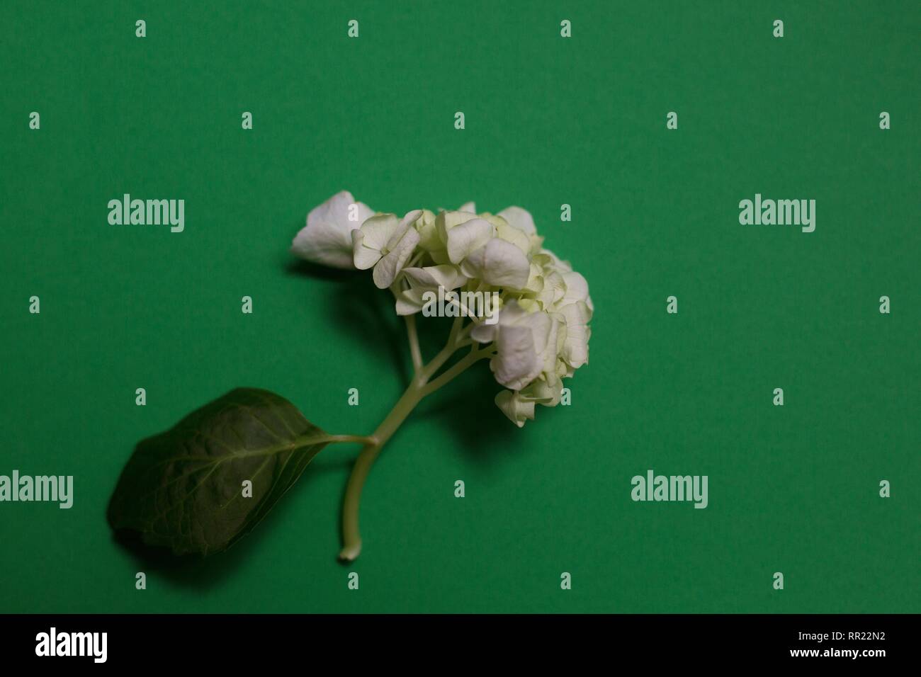 Un hortensia fleur sur fond vert. Banque D'Images