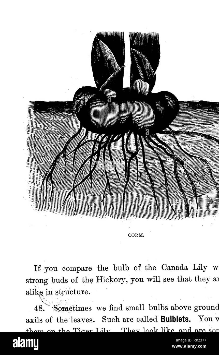 . Une botanique ; condensé. La botanique. La TIGE. 51. L'ampoule.. Veuillez noter que ces images sont extraites de la page numérisée des images qui peuvent avoir été retouchées numériquement pour plus de lisibilité - coloration et l'aspect de ces illustrations ne peut pas parfaitement ressembler à l'œuvre originale.. Sewall, Joseph Addison, 1830-1917. Chicago, G. Sherwood &AMP ; co Banque D'Images