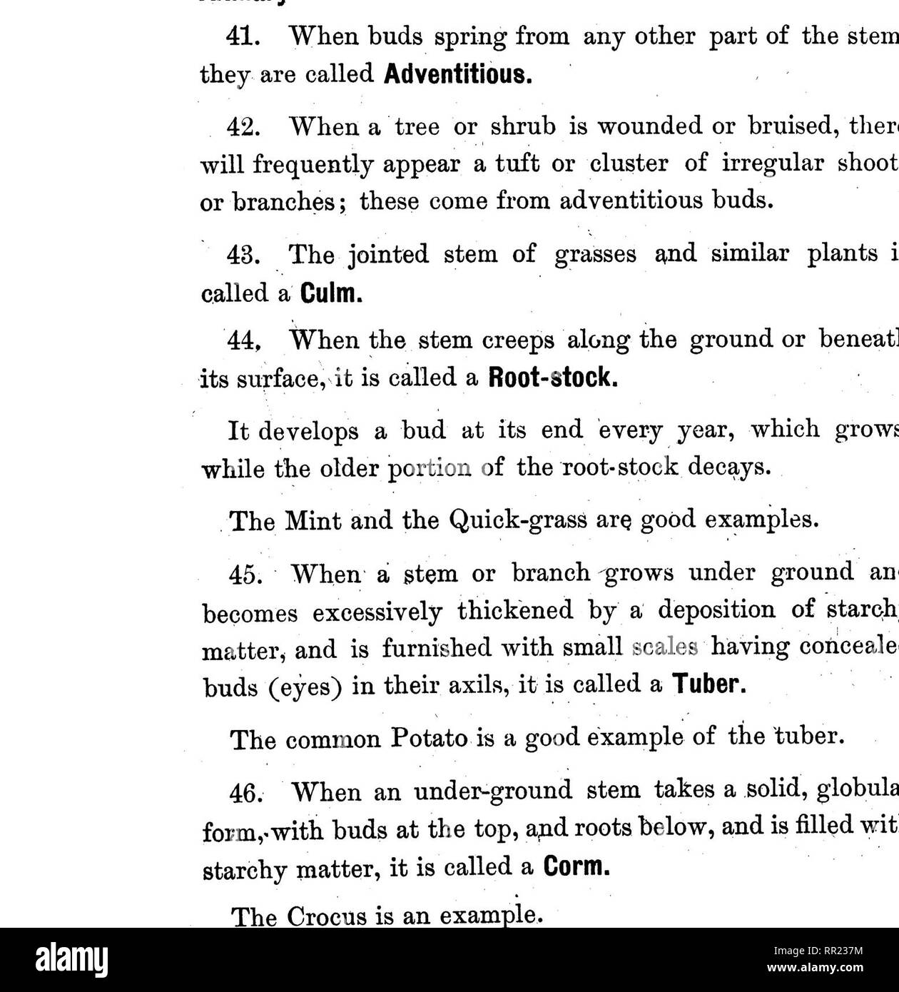 . Une botanique ; condensé. La botanique. La TIGE. 49. Tubercule. Veuillez noter que ces images sont extraites de la page numérisée des images qui peuvent avoir été retouchées numériquement pour plus de lisibilité - coloration et l'aspect de ces illustrations ne peut pas parfaitement ressembler à l'œuvre originale.. Sewall, Joseph Addison, 1830-1917. Chicago, G. Sherwood &AMP ; co Banque D'Images