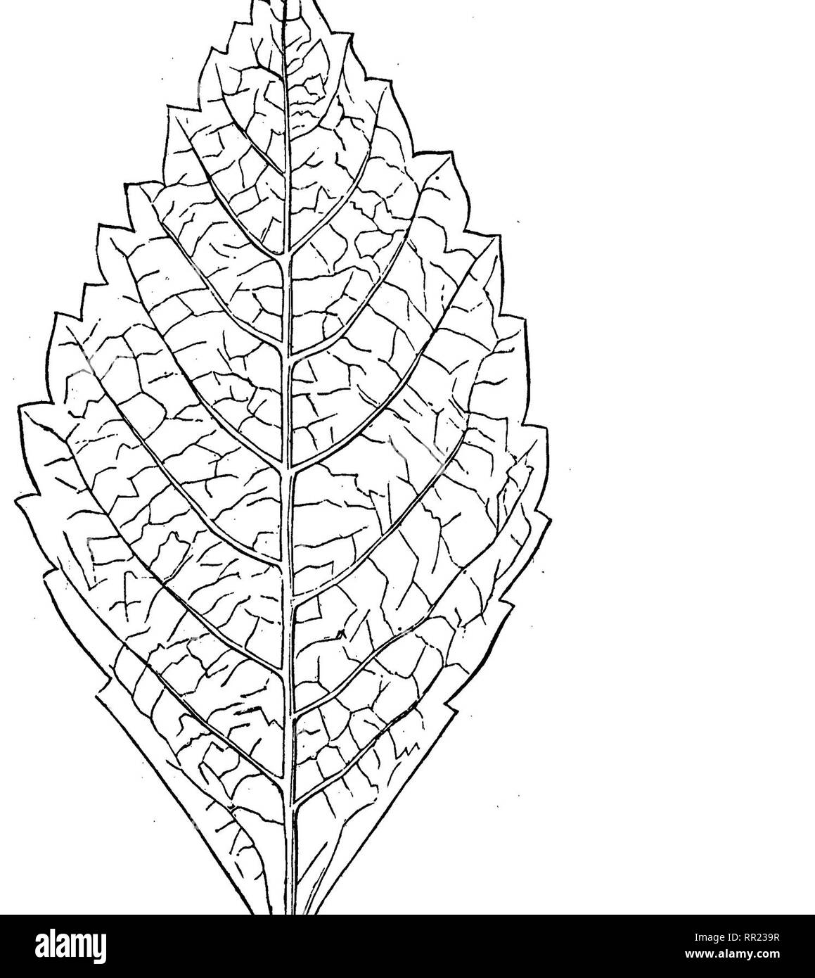 . Une botanique ; condensé. La botanique. 30 sewaWs HOTANY. '. Veuillez noter que ces images sont extraites de la page numérisée des images qui peuvent avoir été retouchées numériquement pour plus de lisibilité - coloration et l'aspect de ces illustrations ne peut pas parfaitement ressembler à l'œuvre originale.. Sewall, Joseph Addison, 1830-1917. Chicago, G. Sherwood &AMP ; co Banque D'Images