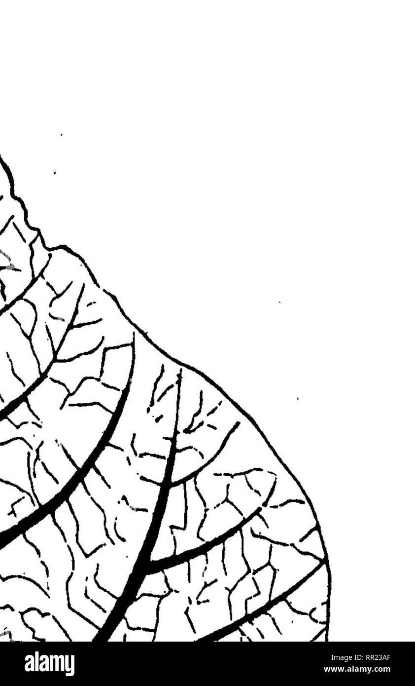 . Une botanique ; condensé. La botanique. OBCORDATE. 20. Ici, c'est un groupe, chacun nommé en référence à la forme de la marge : entier, dentées en scie, dentée, Repand, Sinué, incisés.. Veuillez noter que ces images sont extraites de la page numérisée des images qui peuvent avoir été retouchées numériquement pour plus de lisibilité - coloration et l'aspect de ces illustrations ne peut pas parfaitement ressembler à l'œuvre originale.. Sewall, Joseph Addison, 1830-1917. Chicago, G. Sherwood &AMP ; co Banque D'Images