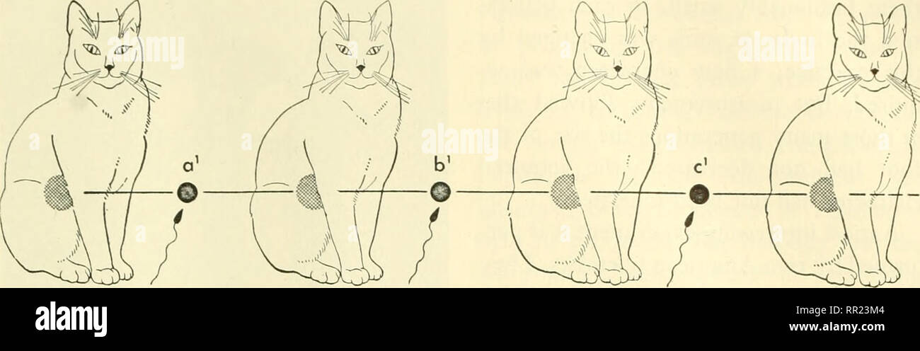 . Aventures avec les animaux et les plantes. La biologie. Problème 4. L'effet de l'environnement sur l'Orgue'mn 489. A B C D Fig. Le shoivii 438 chats sont fe/nale les chats. Un spermatozoïde est illustré sur le point de féconder l'ovule (un^) ; d'autres spermatozoïdes féconder les ovules des générations futures. Quelle est la substance à l'ombre de chaque individu ? Où est l'somatoplasm ? L'œuf (un^) et le spermatozoïde peut être parlé de comme le matériel génétique. L'œuf fécondé pour ?on plus de matériel génétique elle-même comme ajid également pour ce fiatoplas7sif ?7/7, le corps de cat (B). Vous pouvez voir que cat (B) n'a pas produit son matériel génétique. C'onl Banque D'Images