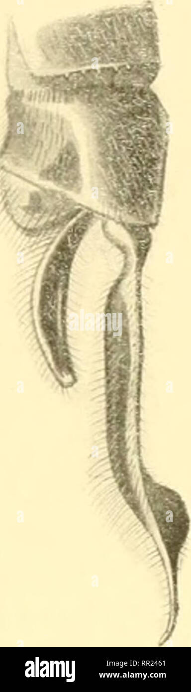 Aeschnines Aeshnidae Fig 125 Rrachytron Pralcnsc Annexes De Cf Mul Coll Selvs Abdomen 40 Aile Inferieure 35 Cf Face Jaune Avec Une Ligne Brune De Transferer Des
