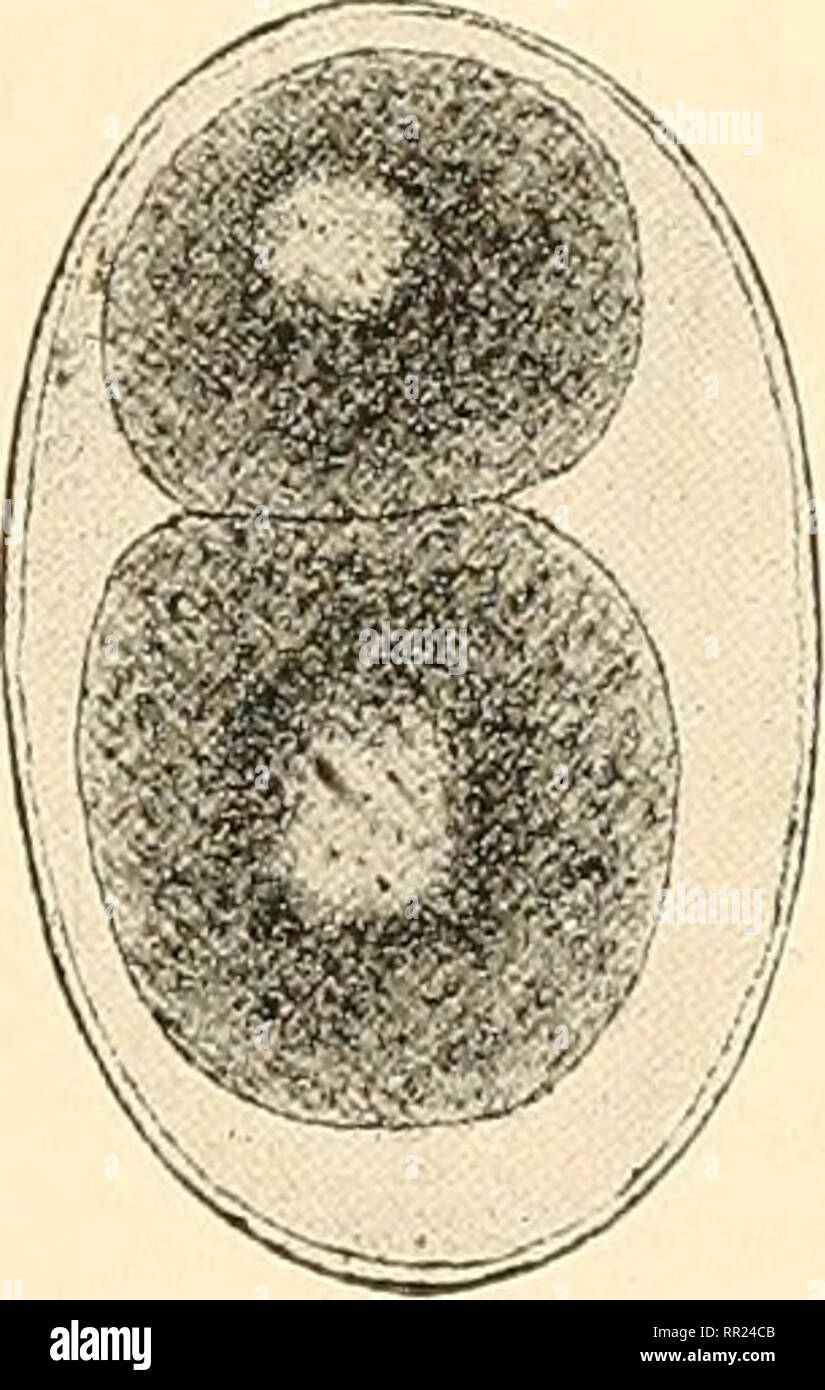 . Agchylostoma conepati nova espèce : parásito del Conepatus suffocans Azara (1801 Zorrino). Les nématodes ; Strongylidae ; parasitologie vétérinaire. 221 mm.  = 1 'i , 7. Veuillez noter que ces images sont extraites de la page numérisée des images qui peuvent avoir été retouchées numériquement pour plus de lisibilité - coloration et l'aspect de ces illustrations ne peut pas parfaitement ressembler à l'œuvre originale.. Solanet, Emilio. Buenos Aires : Imprenta Roma Banque D'Images