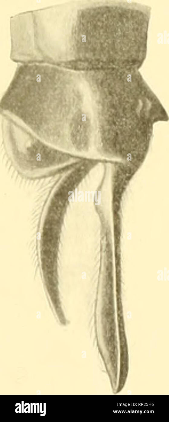 Aeschnines Aeshnidae Fk 50 De clina Brcviaiyla Annexes Q Rambur Coll Sclys Abdomen C 49 50 45 48 C Aile Inferieure 42 43 C Face Jaune Avec Le