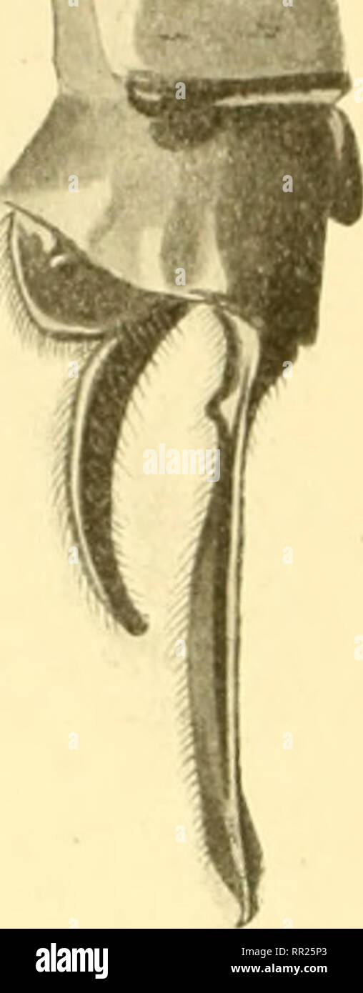 . Aeschnines. Aeshnidae. Fui. 40. Acschna diflînis - annexes de ç^ Ranibur (Coll. Selys). jaunâtres très obliques. Pieds noirs avec les fémurs teintés de roussâtre. Abdomen peu gonflé au segment 2", très resserré au 3', un peu massif salle, brun taché de bleu : le segment bleu je" au dos, le 2' avec un point jaune dorsale basai descendant en ligne dorsale, deux caractéristiques transverses médians jaunes, le bout bleu avec deux petits traits noirs, les côtés bleus ; les 3-8' = avec une petite tache médiane triangulaire jaune ou bleue de chaque côté de la carène dorsale et deux grands crochets un Banque D'Images