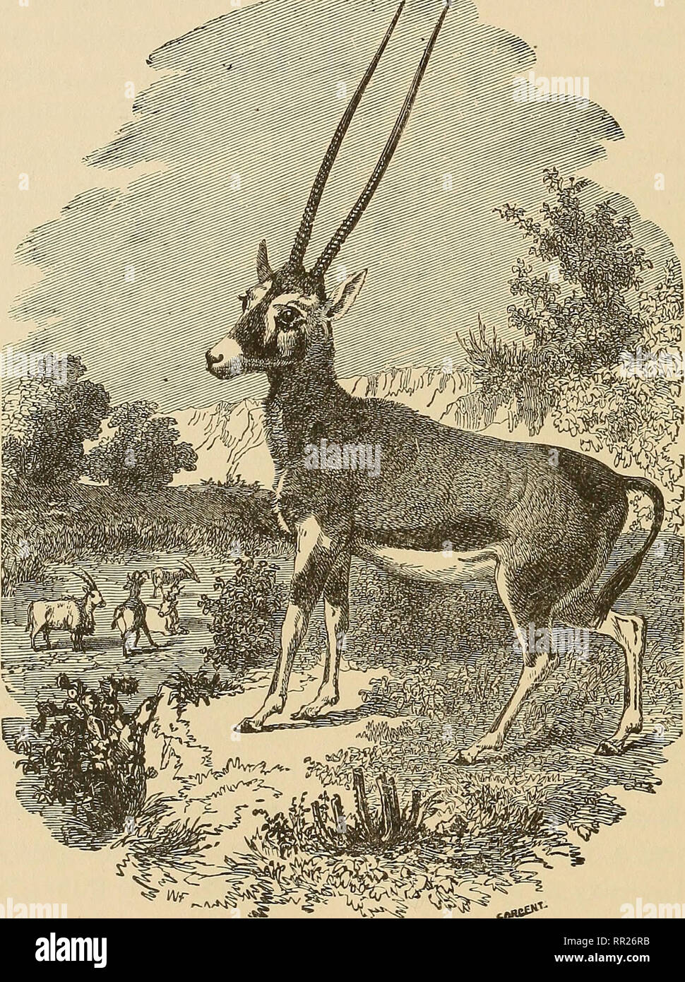 Nyala Antilope Head Épaule Préparation Afrique Africaine Trophée #95.22.3