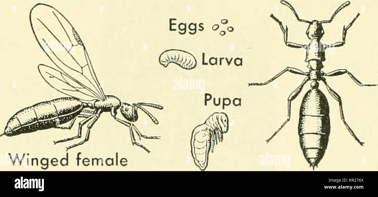 Les fourmis - Biologie