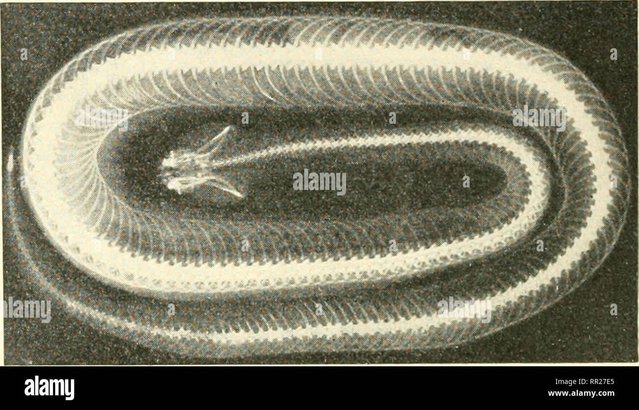 . Aventures avec les animaux et les plantes. La biologie. Fig. 36 (ci-dessus) Aj7 copperhead adultes peuvent être deux ou deux et demi de mètres de long. Comme dans l'eau et rattlers vioc- casins, la tête est triangiilar. (U. s. bu- reau D'ÉTUDE BIOLOGIQUE) Fig. 37 (droit) Cette x-ray photo d'un serpent, montre que le réseau fédérateur et les côtes 7 ?iany qui aident dans la locomotion, (General Electric x-ray CORP.) rare dans le sud. L'eau- moc casin, qui vit dans les marais, est parfois appelé "cottonmouth" parce que l'intérieur de sa bouche est blanc. Le Coral Snake est plus petit que le mocassin d'eau et a peu de f Banque D'Images