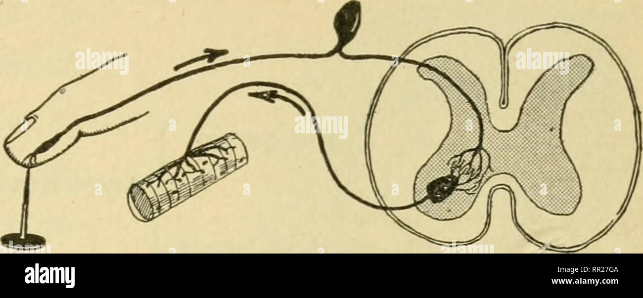 . Biologie avancée. Biologie ; physiologie ; la reproduction. Réflexe conditionné 217. Un arc réflexe est déplacé lorsque le doigt touche un clou. Les organes des sens dans la peau est stimulée, le stimulus est reporté sur l'intermédiaire d'un neurone sensoriel ou synapse pour un neurone moteur. Cela se termine dans un muscle qui provoque les contrats et le doigt pour en être. Sont moteur, ce qui résulte en un certain nombre de réactions. Réactions du deuxième niveau sont plus complexes que ceux du premier niveau et impliquera parties du bodv quelque peu éloigné du point de stimulation. Quand le genou jerk suscite la pensée Banque D'Images