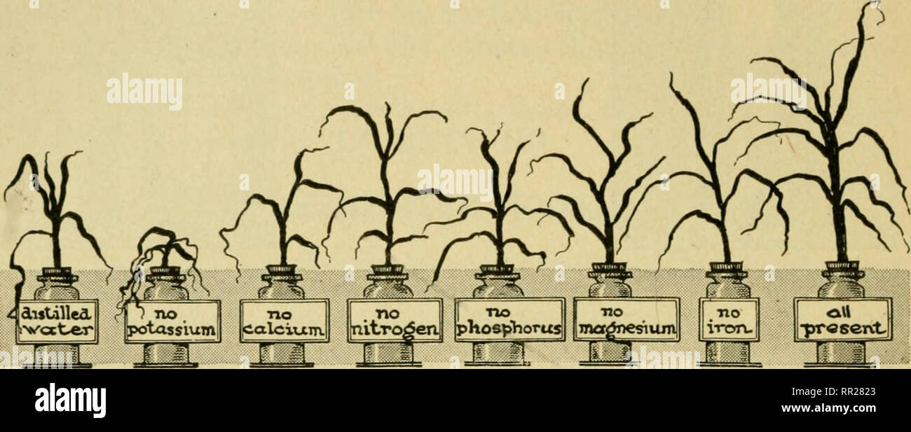 . Biologie avancée. Biologie ; physiologie ; la reproduction. 92 éléments nutritifs des aliments lorsque oxydées, peut être utilisé comme combustible pour la libération de l'énergie, est un élément nutritif. Les éléments nutritifs à long terme est souvent utilisé pour désigner le. W^ ^^ f ?pas de fer à repasser. -Pro envoyé  %mM il ::i":je la malnutrition existe parmi les plantes et les animaux. Beaucoup de différents minéraux sont essen- tielle pour la meilleure croissance et le développement des plantes. Lorsque le sol est bien fécondé, il contient tous les minéraux essentiels. Remarque La relation de minéraux pour la croissance des plantes. d'aliments entiers, })ut aliments sont vraiment fait des combinaisons de nutriments. L'énergie qui Banque D'Images