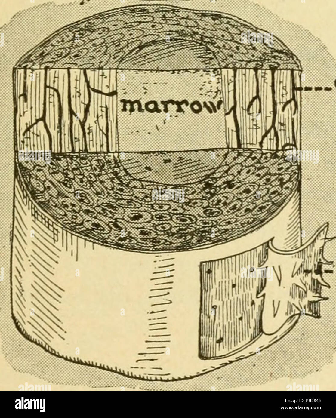 . Biologie avancée. Biologie ; physiologie ; la reproduction. .Cartal b-périoste de l'os en coupe agrandie montrant l'arrangement des cellules et des canaux par lesquels les vaisseaux sanguins s'exécuter. Le revêtement extérieur, périoste, et le centre rempli de moelle osseuse peut être vu dans le schéma plus bas. Certaines cellules, cellules du cartilage, associés en paires. Ils déposent un épais, dur matériel extracellulaire appelé une matrice. le corps sera blessé. Lorsqu'un os est cassé, la nouvelle partie première de- velops que le cartilage et est remplacé, par la suite, par de vrais os. Le type de cartilage a étudié dans l'exercice de laboratoire est hya Banque D'Images