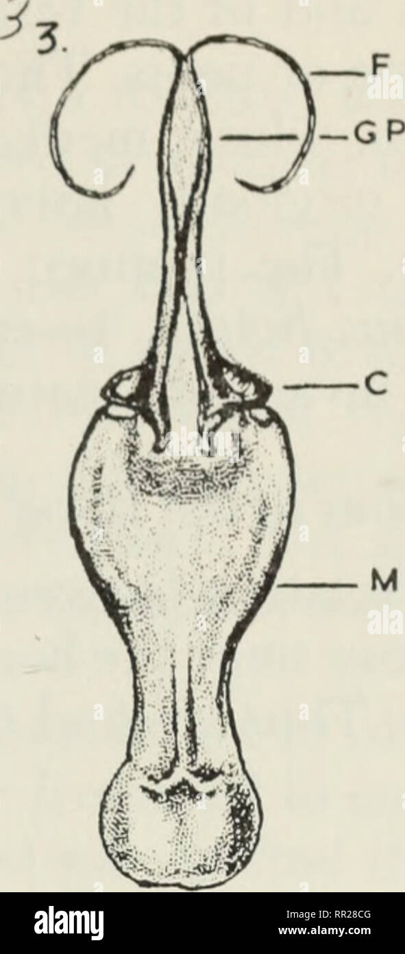 . Les affinités de l'espèce nord-américaine du Gomphus, tel que révélé par les organes génitaux (Odonata, des Gomphidés). Gomphus (champignons). . Veuillez noter que ces images sont extraites de la page numérisée des images qui peuvent avoir été retouchées numériquement pour plus de lisibilité - coloration et l'aspect de ces illustrations ne peut pas parfaitement ressembler à l'œuvre originale.. Walker, E. M. (Edmund Murton), 1877-1969, Musée royal de l'Ontario. Toronto : Musée Royal de l'Ontario Banque D'Images