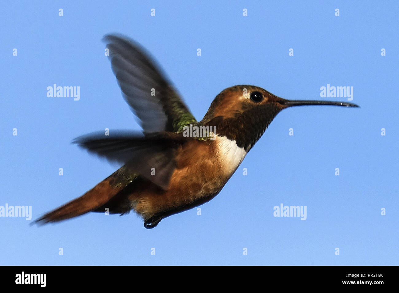 Los Angeles, Californie, USA. Feb 23, 2019. Un colibri vole à jardin des colibris à la Kenneth Hahn State Recreation Park à Los Angeles Samedi, 20 février 2019. Ringo : crédit Chiu/ZUMA/Alamy Fil Live News Banque D'Images