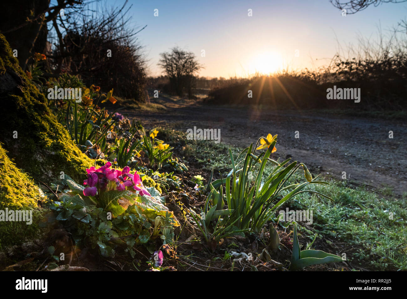 Teesdale, comté de Durham, Royaume-Uni. Dimanche 24 février 2019. Météo britannique. Comme le MET Office prévoit la possibilité d'enregistrer les températures ont recouvert de rosée ce week-end printemps fleurs salue le soleil levant dans Teesdale. Crédit : David Forster/Alamy Live News Banque D'Images