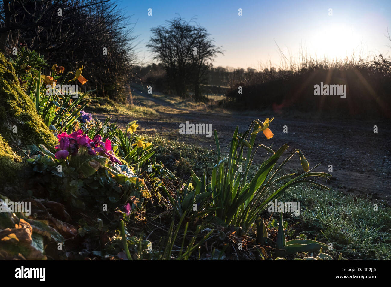 Teesdale, comté de Durham, Royaume-Uni. Dimanche 24 février 2019. Météo britannique. Comme le MET Office prévoit la possibilité d'enregistrer les températures ont recouvert de rosée ce week-end printemps fleurs salue le soleil levant dans Teesdale. Crédit : David Forster/Alamy Live News Banque D'Images