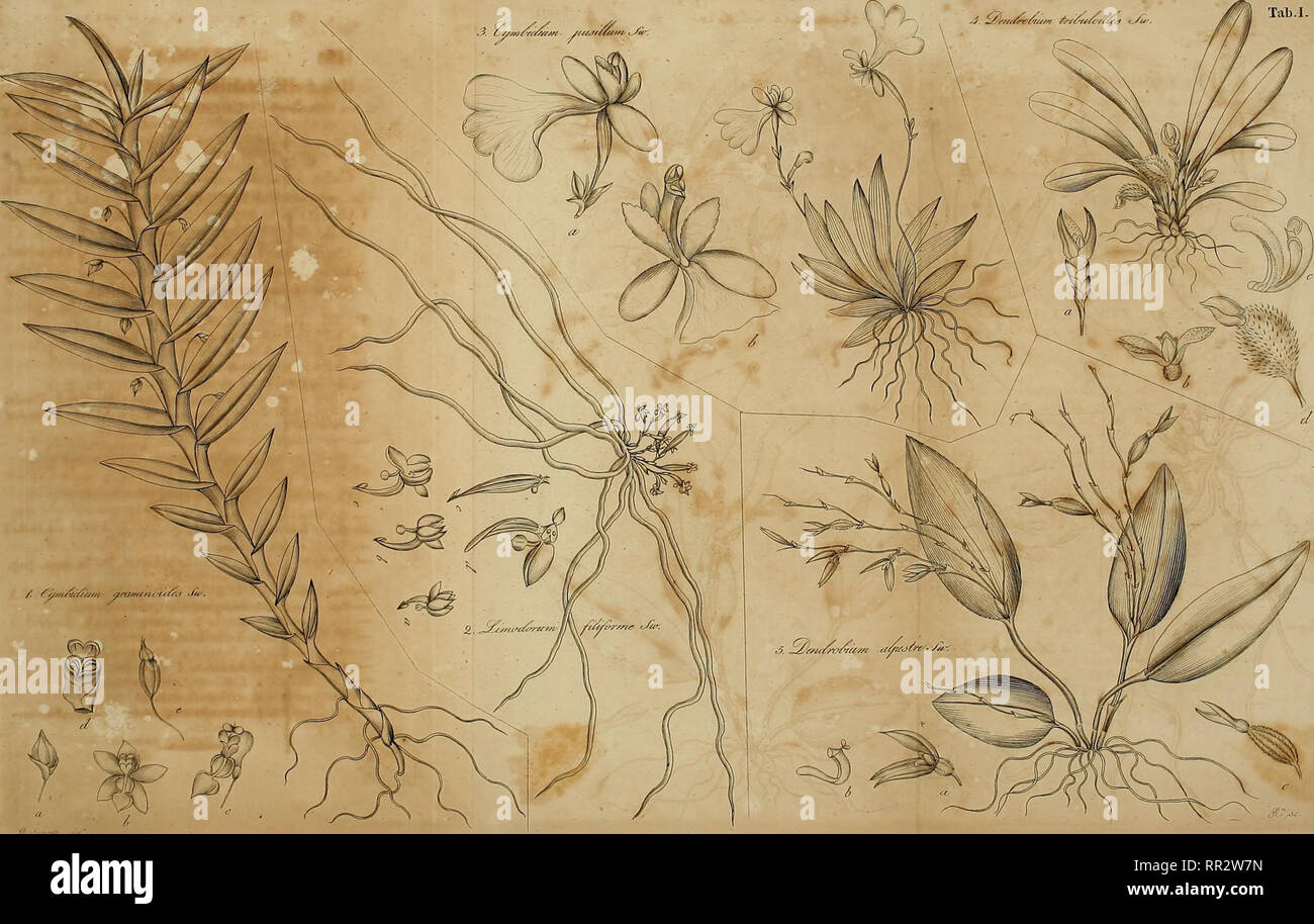 . Adnotationes botanicae. Swartz, Olof, 1760-1818 ; les plantes. . Veuillez noter que ces images sont extraites de la page numérisée des images qui peuvent avoir été retouchées numériquement pour plus de lisibilité - coloration et l'aspect de ces illustrations ne peut pas parfaitement ressembler à l'œuvre originale.. Swartz, Olof, 1760-1818 ; Wikström, Joh. Em. (Johann Emanuel), 1789-1856 ; Agardh, C. A. (CARL), 1785-1859 ; Sprengel, Kurt Polycarpe Joachim, 1766-1833. P. A. Norstedt, Holmiae Banque D'Images