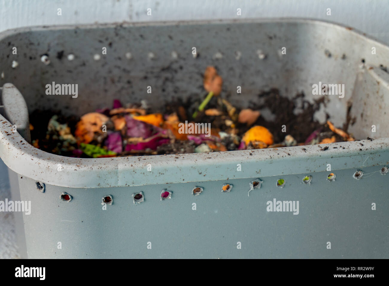 La lombriculture ver de compost (ferme de ver) avec les restes de nourriture en décomposition pour passe-temps de jardinage, faire un engrais naturel pour les plantes Banque D'Images