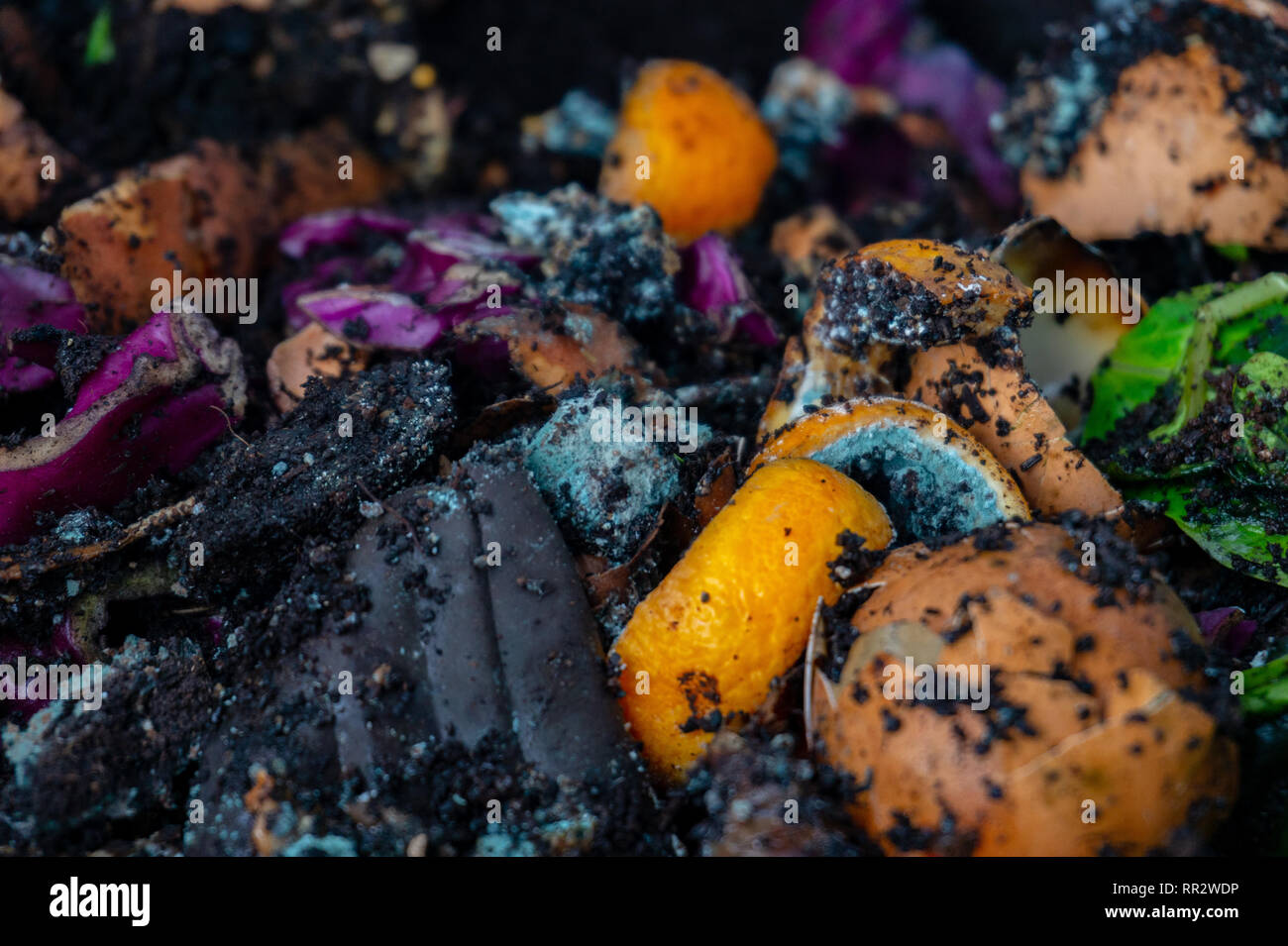 La lombriculture ver de compost (ferme de ver) avec les restes de nourriture en décomposition pour passe-temps de jardinage, faire un engrais naturel pour les plantes Banque D'Images