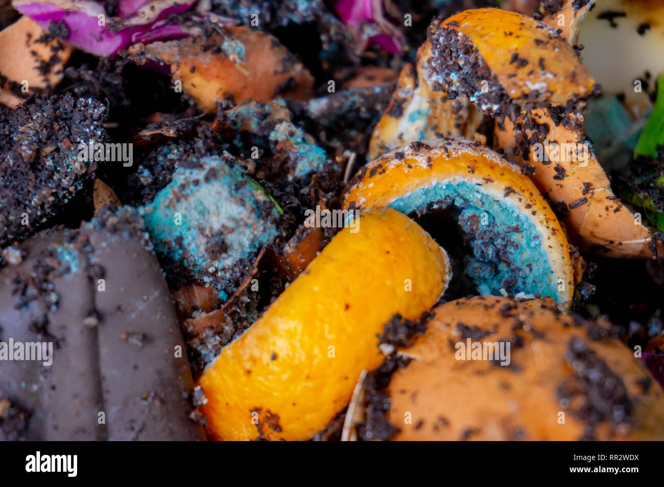 La lombriculture ver de compost (ferme de ver) avec les restes de nourriture en décomposition pour passe-temps de jardinage, faire un engrais naturel pour les plantes Banque D'Images