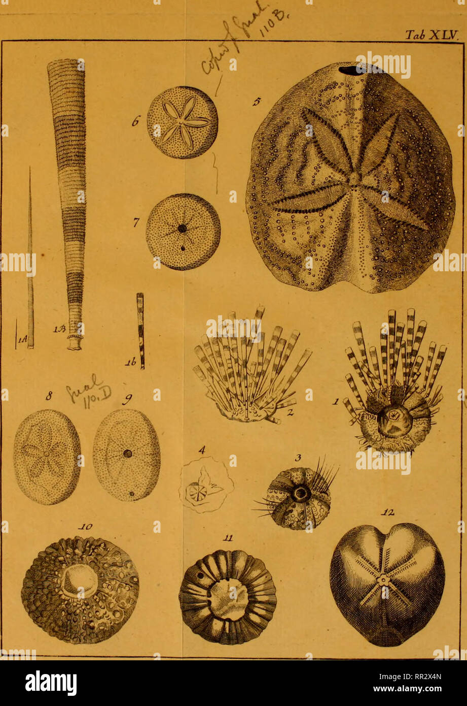 . Additamenta Jacob Theodor Klein Naturalem annonce dispositionim echinodermatum et lucubratiunculam aculeis echinorum marinorum de. Klein, Jacob Theodor, 1685-1759. TahXLV.. Veuillez noter que ces images sont extraites de la page numérisée des images qui peuvent avoir été retouchées numériquement pour plus de lisibilité - coloration et l'aspect de ces illustrations ne peut pas parfaitement ressembler à l'œuvre originale.. Leske, Nathanael Gottfried, 1751-1786 ; Klein, Jacob Theodor, 1685-1759. Naturalis dispositio. echinodermatum Lipsiae Banque D'Images