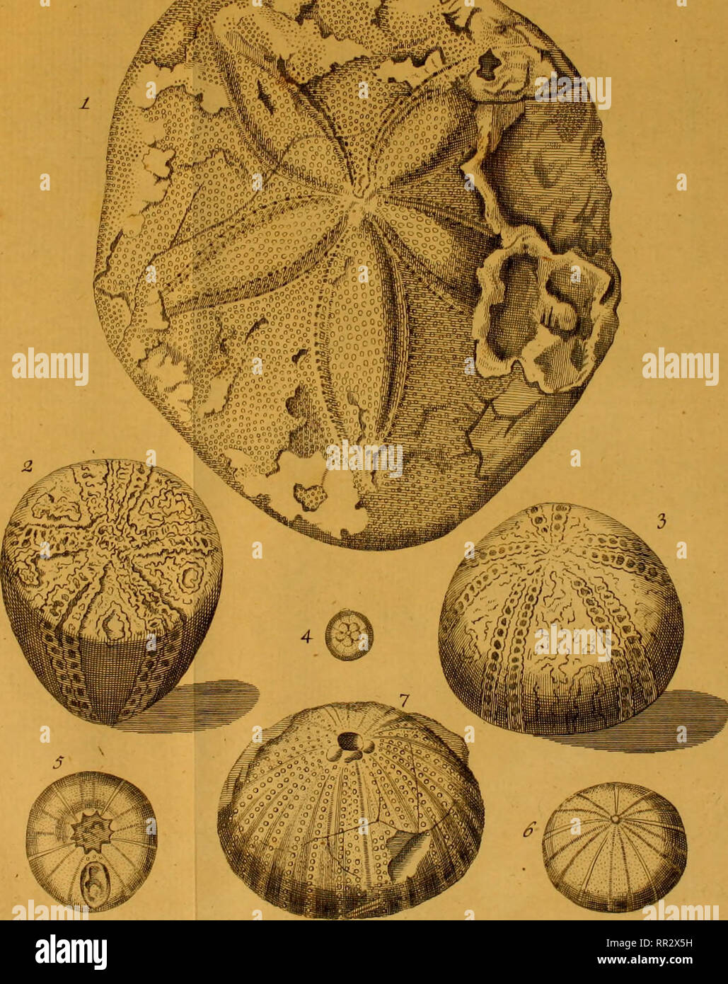 . Additamenta Jacob Theodor Klein Naturalem annonce dispositionim echinodermatum et lucubratiunculam aculeis echinorum marinorum de. Klein, Jacob Theodor, 1685-1759. TabXL. -.Jprn-. Veuillez noter que ces images sont extraites de la page numérisée des images qui peuvent avoir été retouchées numériquement pour plus de lisibilité - coloration et l'aspect de ces illustrations ne peut pas parfaitement ressembler à l'œuvre originale.. Leske, Nathanael Gottfried, 1751-1786 ; Klein, Jacob Theodor, 1685-1759. Naturalis dispositio. echinodermatum Lipsiae Banque D'Images