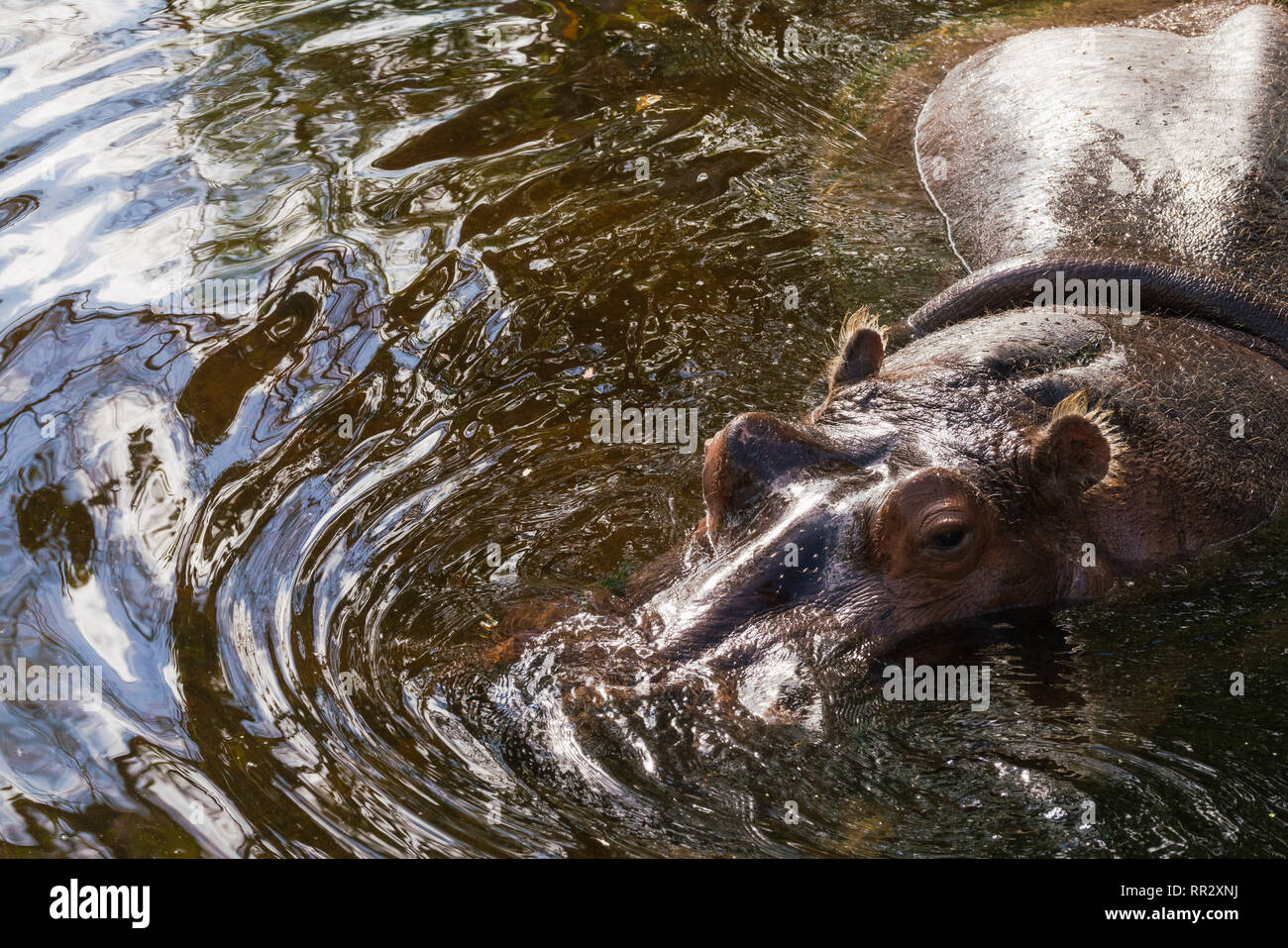 Piscine d'hippopotame Banque D'Images