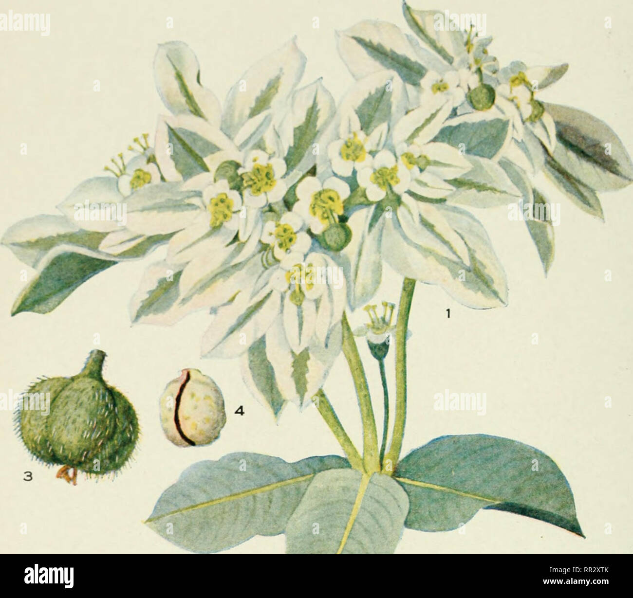 . Addisonia : des illustrations en couleur et les descriptions de ...