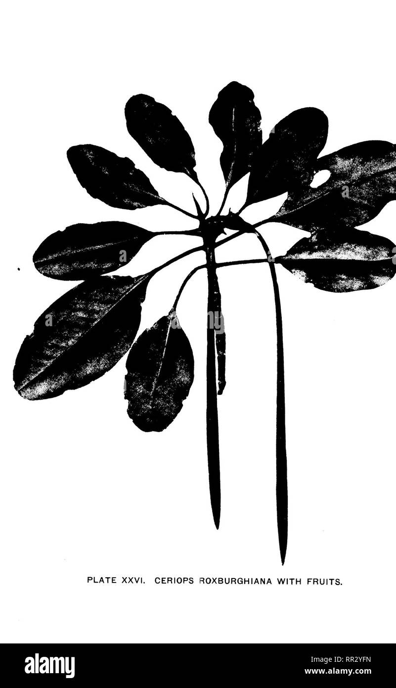 . Bulletin. Les forêts et la foresterie. DESCRIPTION DE L'espèce. 59. XXVII de la plaque. RHIZOPHORA CANDELARIA, fruits et fleurs ANCIENNES À PARTIR DE LAQUELLE DES PÉTALES TOMBÉS.. Veuillez noter que ces images sont extraites de la page numérisée des images qui peuvent avoir été retouchées numériquement pour plus de lisibilité - coloration et l'aspect de ces illustrations ne peut pas parfaitement ressembler à l'œuvre originale.. Aux Philippines. Bureau de la foresterie. Manille, Bureau international de l'impression Banque D'Images