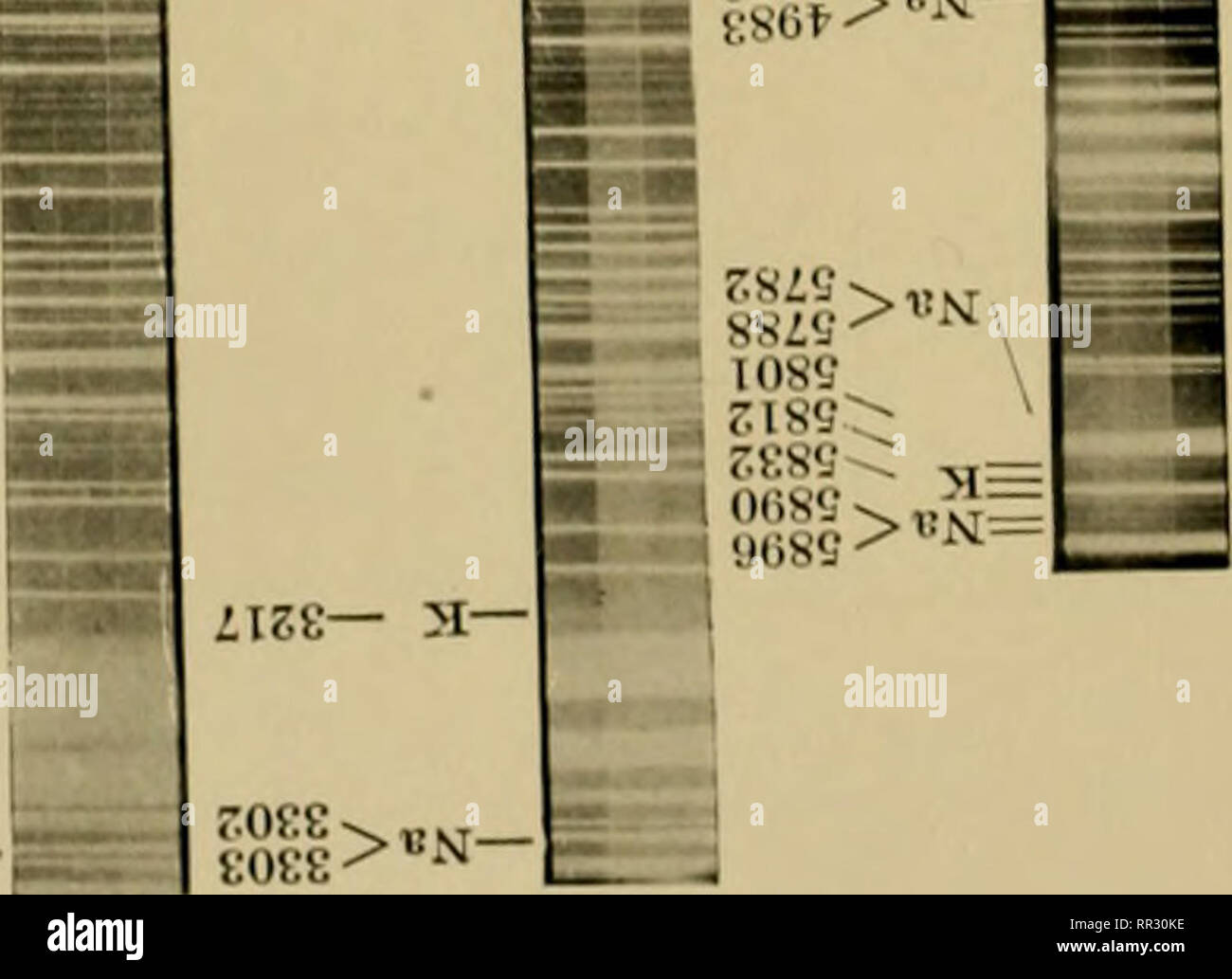 . L'action de la cellule vivante ; recherches expérimentales en biologie. Les cellules ; choc ; irritabilité. o p o »^^ »- 96f- a- L6TP I-es^^ ? j 9f-te &gt ; H- tI9S-Qd-I K9Z^ j ^ ses 8 ,  J 0S9S-iJN- g£6g- "0 t'teE- !Je V96g- IV- 896g- ^3 92SF"' -^ r;08S-siM- 56j ?-3l,H  608C-3IM-je sess-•cw tiess- J'N •^ - C/3 K o   -c : C^^ ^ * 4-1  ?-•^ - 'z i r w p-B ?l ! ^^ - O - H A X ^ u. w Un^ ? o M o rt fa O^ ?. i-V- ^^j aa ^-^ iies- H- .•&gt ;"Je rogrammes:mcnts un minerai |&gt ;^^  - ?-..-4 ^ &gt;ins- e/5 fi ESI ? O 33.^ ^ ESH 9tte-^ »  H 1 £ ?^ ^^£ lff. s ' P 1941 : 1 ; O j m m 1 1 ? "J ken et fox muscl( cs Banque D'Images