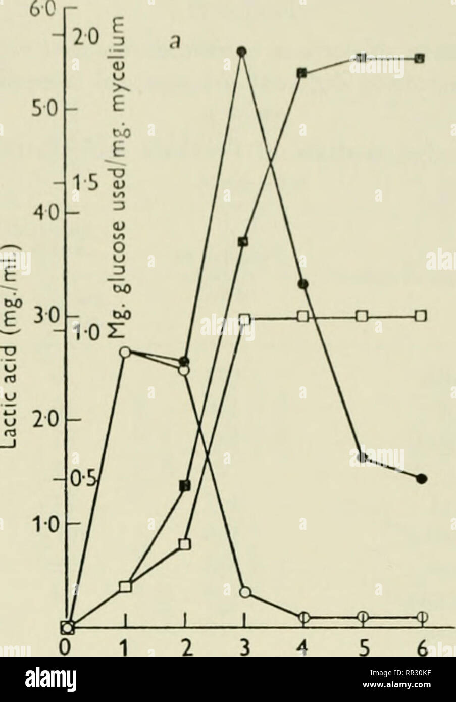 . Les actinomycètes. Actinomycetales. 12 34 Temps (jours) Figure 56. Utilisation du glucose et production de l'acide lactique par S. griseus (Reproduit de : Hockenhull, 1). J. D., et al. J. Gen. Microbiol. 10 : 364, 1954). glycine est apparu comme le dioxyde de carbone. L'incorporation de l'acétate de carbone et de glycine dans la streptomycine a été ainsi highl}^ inefficace, bien qu'il était encore possible de démontrer localisation en carbones guanidine de la molécule. Benoît et al. testé un grand nombre de cultures streptomycète pour leur capacité d'utiliser différents sucres. Un total de 147 str Banque D'Images
