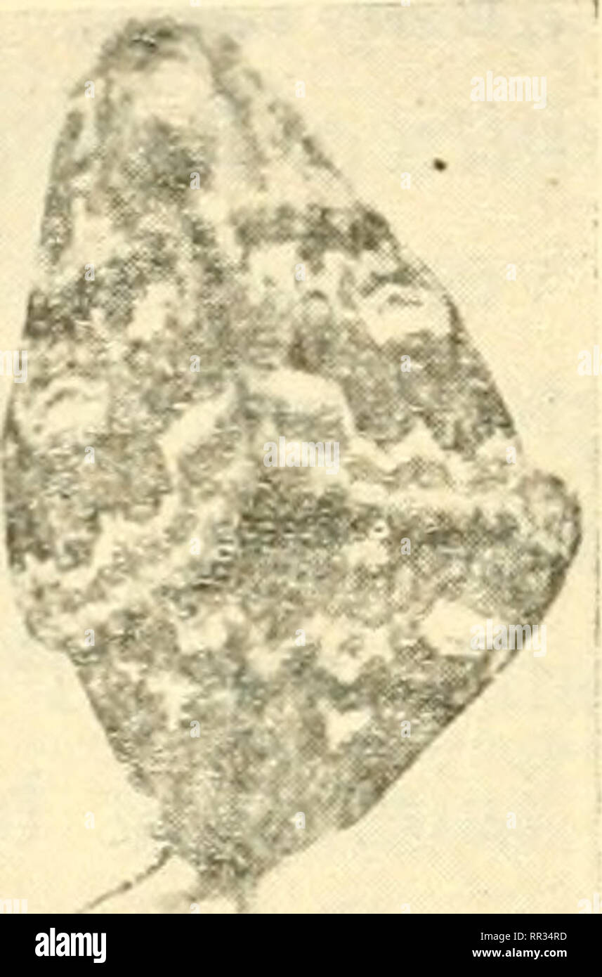 . Acta Soc. pro Fauna et Flora fennica. L'histoire naturelle. 16 Walter M. Linnaniemi u. Hakkinen trial Magazine, Dasychira selenitica. esp die alsbald Begattung- (Fig. 2), bei der sich das sehr passiv verhielt Weibciien. Der Begattungsakt. dauerte 20 minu- 10. Von begattungsliisternen Mannchen Weibchen verfolgt, konnte das auch mehrere mâle dans Kopula geraten. Vite unmittelbar nach der Begattung begann das Weib- chen die Eier auf den Stengeln Blattern und von Pflanzen, besonders der Kleearten Gramineen sovvie, auf und auf dem Erdboden allerlei liegenden ab- Gegenstanden zulegen (Fig. 3-5). Dans Banque D'Images