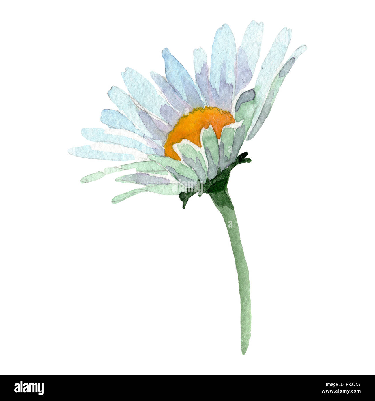 Marguerite blanche fleur botanique floral. Contexte aquarelle illustration  set. Daisy isolée de l'élément d'illustration Photo Stock - Alamy