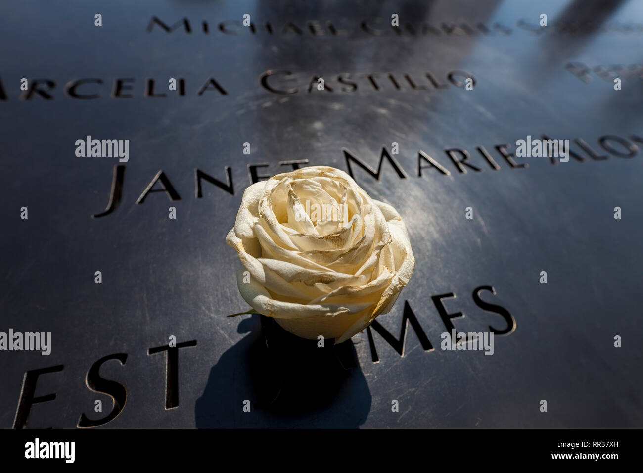 Une rose blanche placée sur le rebord de la piscine à débordement du World Trade Center, New York, NY, USA Banque D'Images