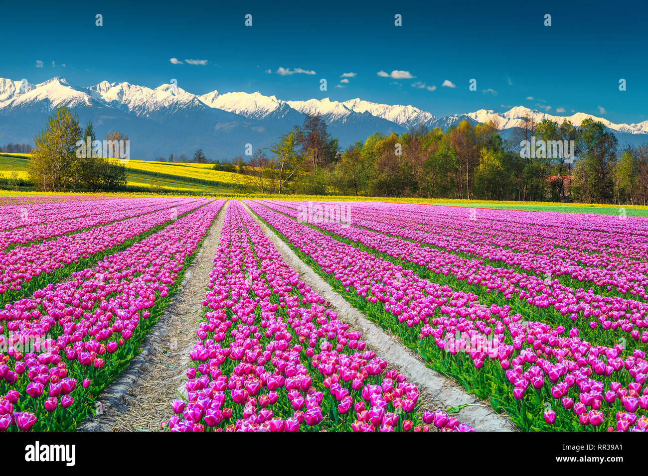 Nature et paysage spectaculaire concept. Belle tulipe rose des champs et les champs de colza jaune avec des hautes montagnes enneigées en arrière-plan, la Transylvanie Banque D'Images