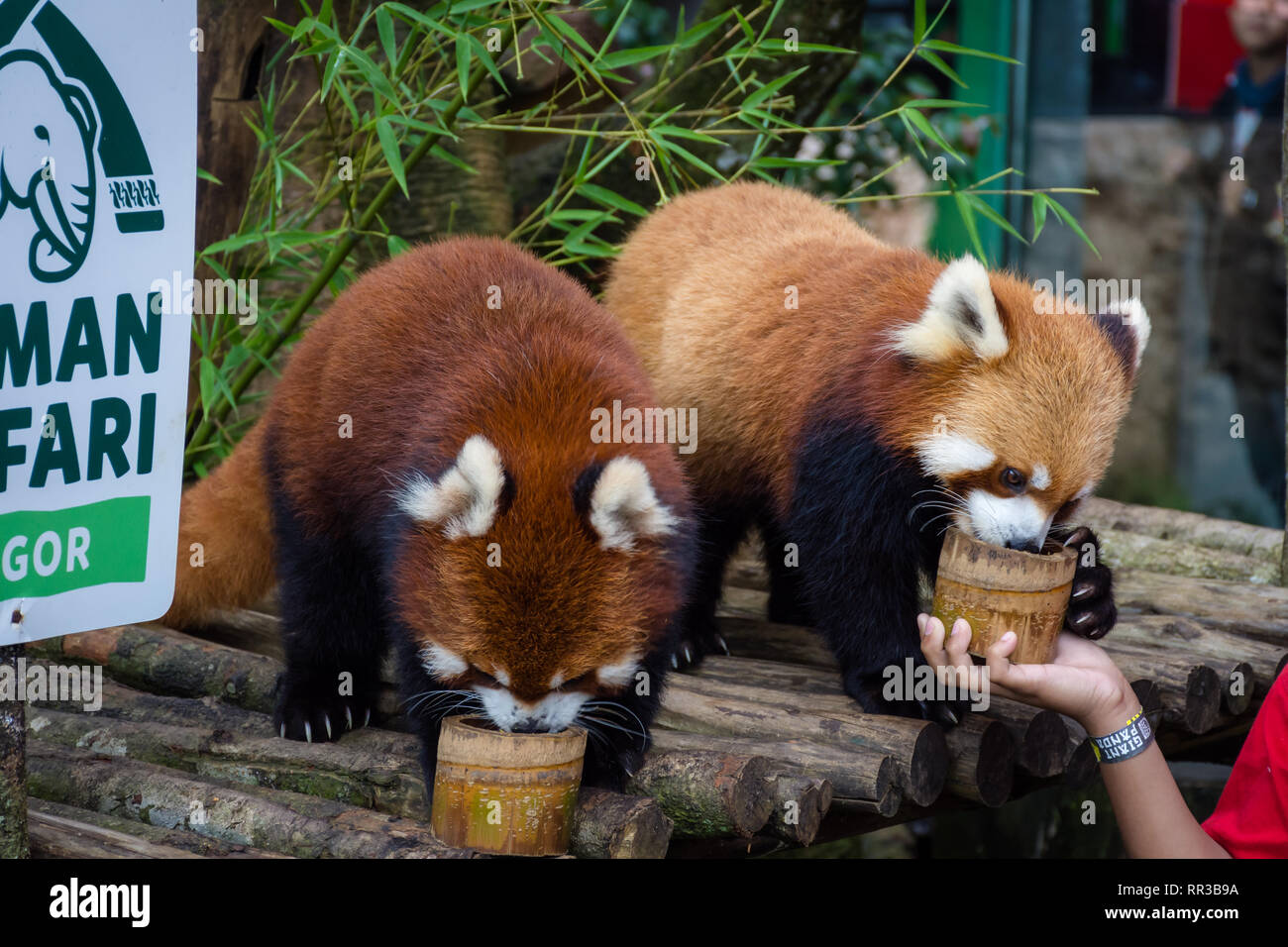 Bogor, Indonésie - le 22 décembre 2018 : Deux pandas rouges du Parc Safari de Bogor qui sont spécialement de Chine jouissent de la nourriture fournie par v Banque D'Images