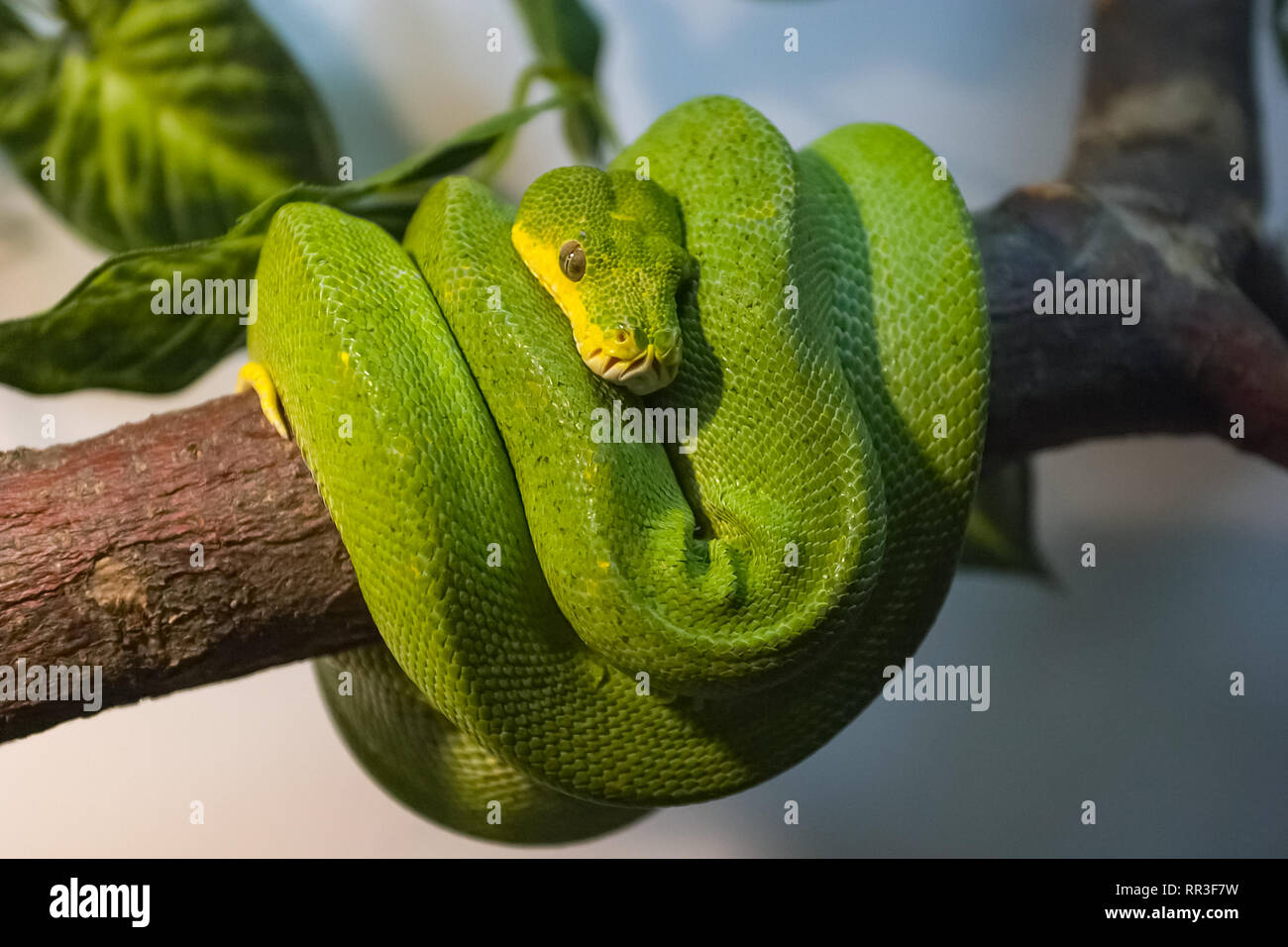 Serpents exotiques dans le terrarium. Serpent Tropical Banque D'Images