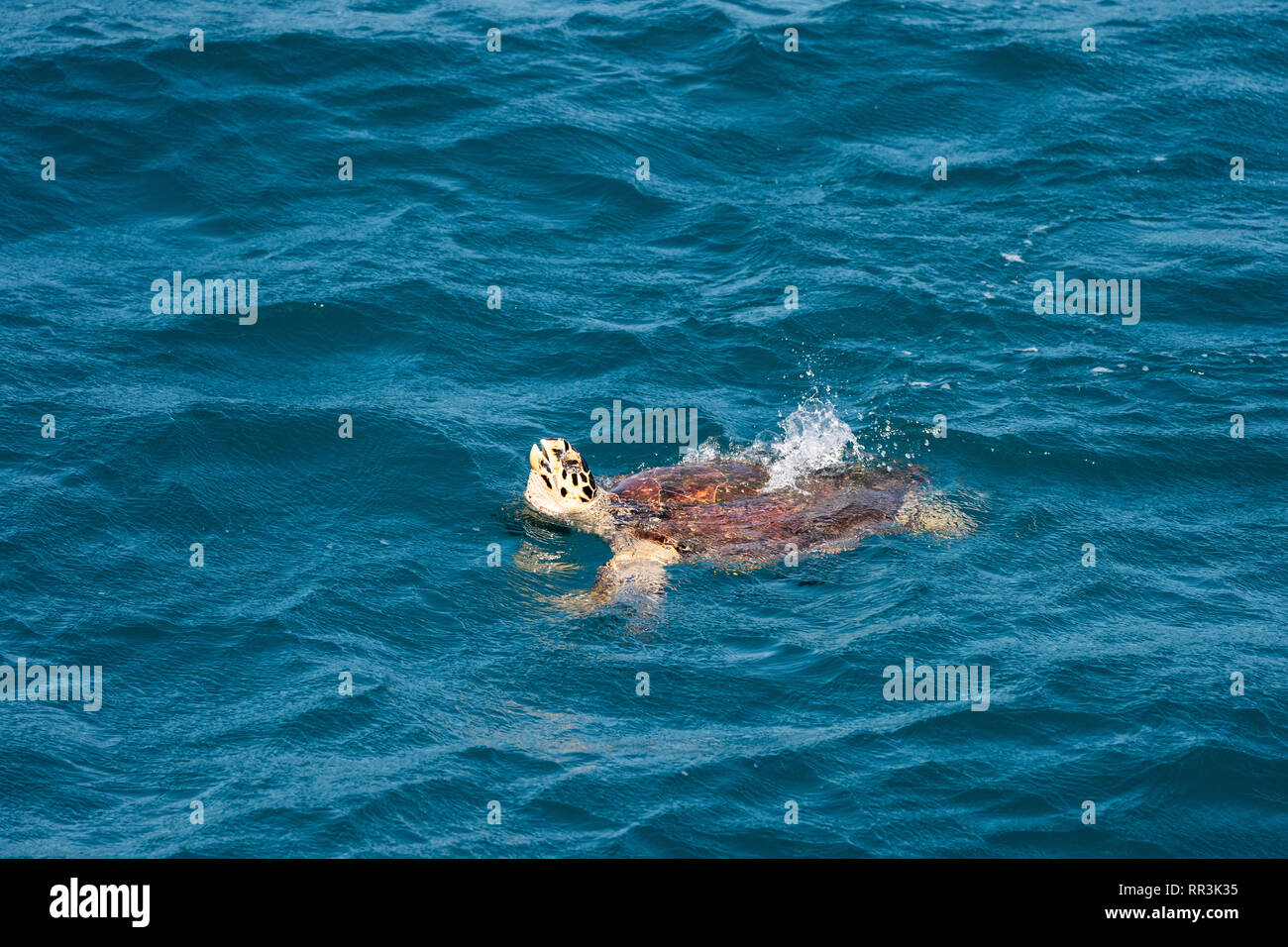 La tortue imbriquée (Eretmochelys imbricata). Seulement les femmes adultes les tortues viennent à terre, le faire pour pondre leurs oeufs. C'est la plus petite du milieu marin Banque D'Images