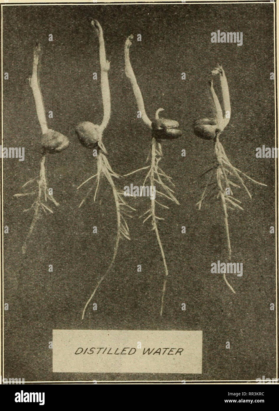 . L'absorption et l'excrétion de sels minéraux par les racines, comme influencé par concentration et composition de la culture des solutions. Les racines (botanique) ; pois. 28 L'ABSORPTION ET L'EXCRÉTION DE SELS MINÉRAUX PAR LES RACINES. entièrement surmonte l'effet néfaste sur la croissance des racines du magnésium seul. La durée des cultures a été huit jours ; au début de la température 21,5°, à la fin 19,5°. L'influence du calcium sur le développement des racines dans les cultures de cette série était extrêmement intéressant. Dans le cadre de l'expérience C, comme dans d'expé- ment 5, du nitrate de calcium nitrate de magnésium est substitué à par intervalles d'un centième de la conce sel total Banque D'Images