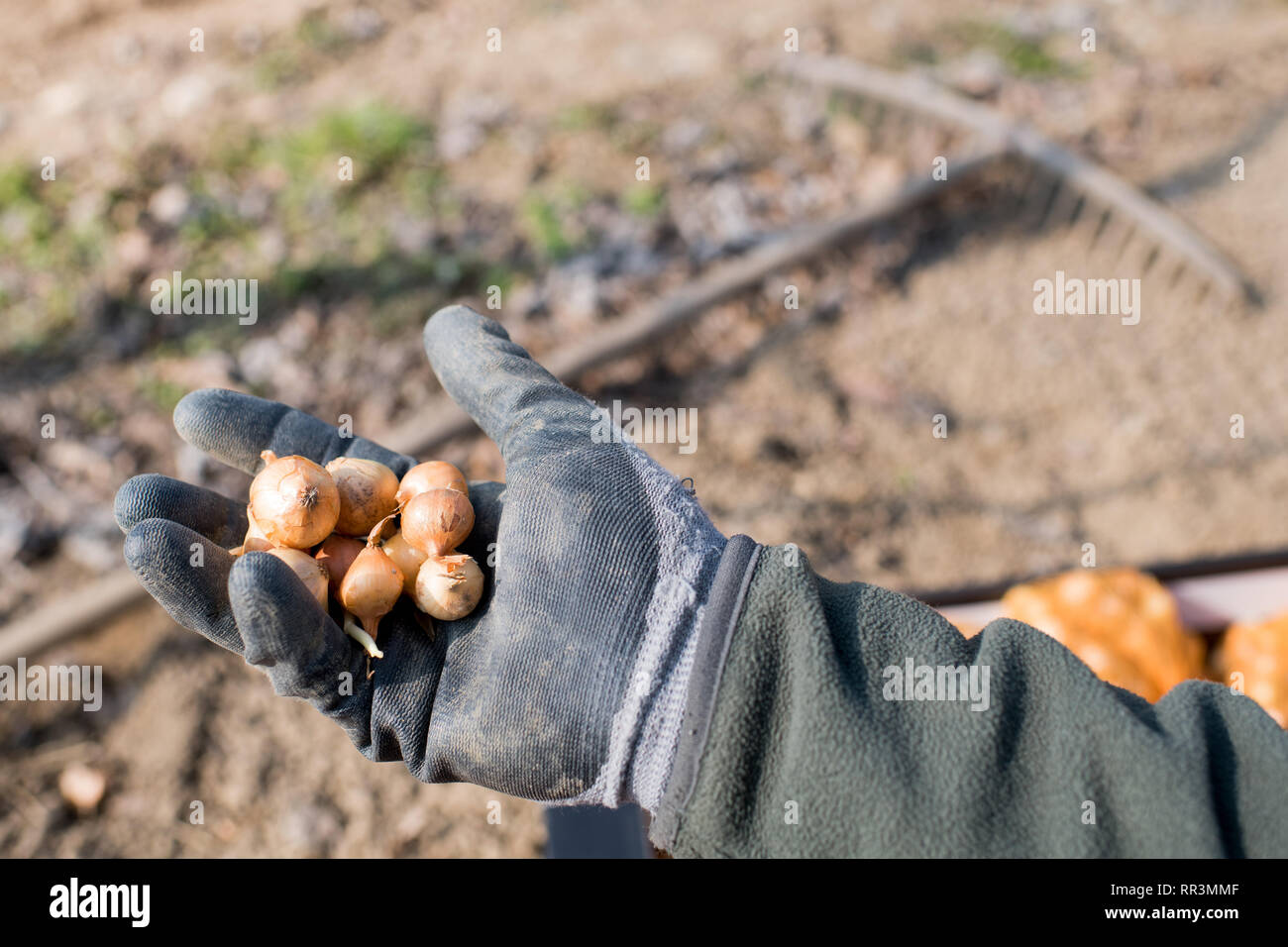 Farmer holding orange graines d'oignons dans sa main gantée dans une vue en gros à l'extérieur dans un champ agricole Banque D'Images